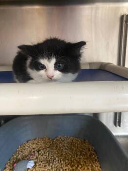 Domestic Short Hair Cats Available for Adoption in Hopkinsville, Kentucky - Tuesday | PetCurious