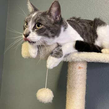 Rescue Tabby Cats for Adoption in Newton, Illinois - Jazzy | PetCurious