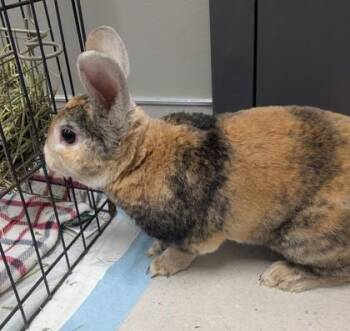 Lettuce Bee -- Rabbit -  Domestic Medium Hair and Domestic Short Hair Cat for Adoption in Missoula, Montana - Lettuce Bee -- Rabbit | PetCurious