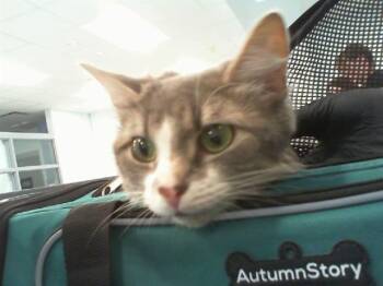 Domestic Medium Hair Cats Available for Adoption in Charlotte, North Carolina - CUSTARD | PetCurious