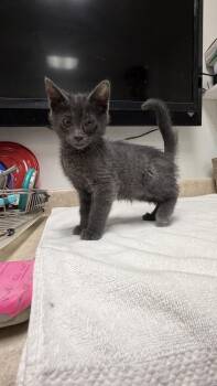 Damien -  Domestic Short Hair Cat for Adoption in Ontario, California - Damien | PetCurious