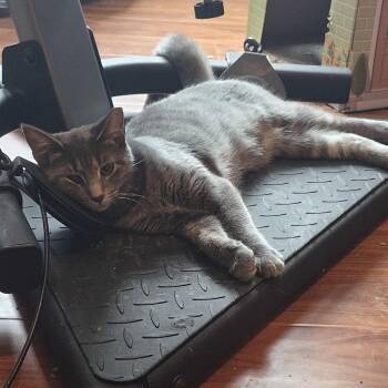 Jazz -  Domestic Short Hair Cat for Adoption in Plainfield, Illinois - Jazz | PetCurious