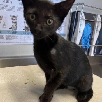 CONCEPCION -  Domestic Short Hair Cat for Adoption in San Antonio, Texas - CONCEPCION | PetCurious