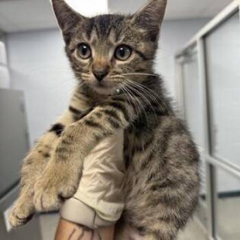 Coop -  Domestic Short Hair Cat for Adoption - Coop | PetCurious