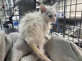 SPILLWAY -  Domestic Short Hair Cat for Adoption in Grand Prairie, Texas - SPILLWAY | PetCurious