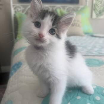 Bunny -  Domestic Medium Hair Cat for Adoption in Georgetown, Kentucky - Bunny | PetCurious