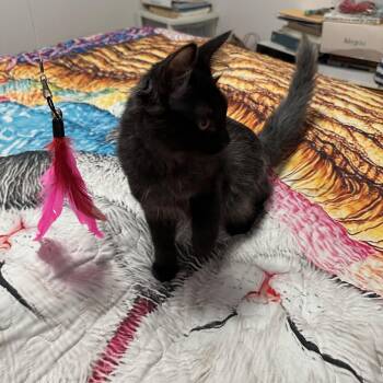 Domestic Long Hair Cats Available for Adoption - Albus | PetCurious