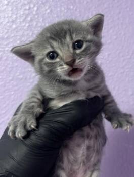 Domestic Short Hair Cats Available for Adoption - 60698788 | PetCurious