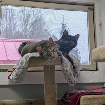Katya -  Domestic Short Hair Cat Available for Adoption in Puslinch, Ontario - Katya | PetCurious