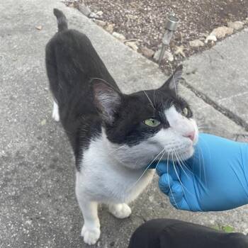 Domestic Short Hair Cats Available for Adoption in San Antonio, Texas - A810302 | PetCurious