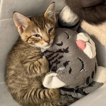 Cheddar -  Domestic Short Hair Cat for Adoption in Bayonne, New Jersey - Cheddar | PetCurious