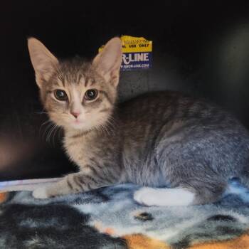 Lil Baby -  Domestic Short Hair Cat for Adoption in Fort Wayne, Indiana - Lil Baby | PetCurious