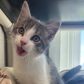 Brunson -  Domestic Short Hair Cat for Adoption in East Hanover, New Jersey - Brunson | PetCurious