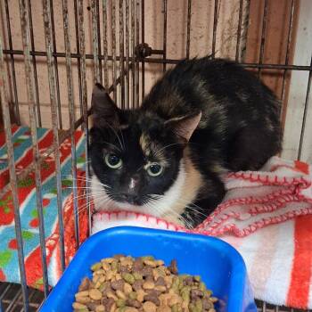 Mae Beth -  Domestic Short Hair Cat for Adoption in Gautier, Mississippi - Mae Beth | PetCurious