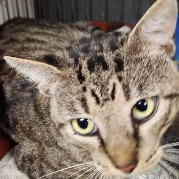 Domestic Short Hair Cats Available for Adoption in Corsicana, Texas - Nash C45765 | PetCurious