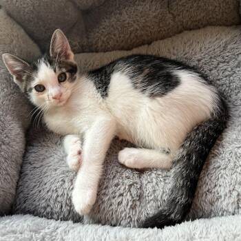 Rescue Domestic Short Hair Cats for Adoption in Mineral Point, Wisconsin - Tin Man | PetCurious