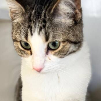 Domestic Short Hair Cats Available for Adoption - Cutie | PetCurious