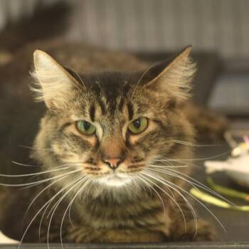 Kelly - PetSmart Belleville -  Domestic Medium Hair Cat for Adoption in Belleville, Illinois - Kelly - PetSmart Belleville | PetCurious