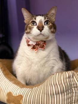 Rescue Manx and Domestic Short Hair Cats for Adoption in Lagrange, Georgia - Peter Cabbit | PetCurious