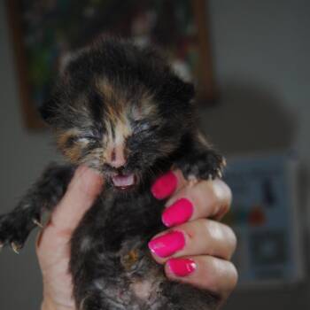 Domestic Short Hair Cats Available for Adoption in Leander, Texas - Walnut | PetCurious
