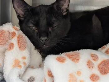 Domestic Short Hair Cats Available for Adoption - Latte | PetCurious