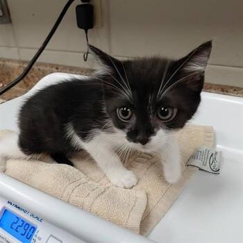 Domestic Short Hair Cats Available for Adoption - HAWTHORN | PetCurious
