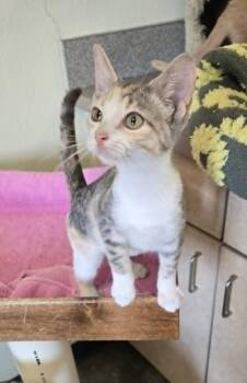 Stella -  Domestic Short Hair Cat for Adoption in Larned, Kansas - Stella | PetCurious