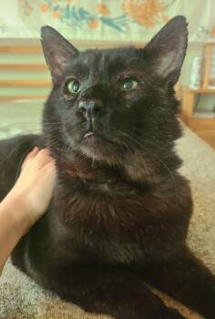 Papa Bear -  Domestic Short Hair Cat Available for Adoption in Ellijay, Georgia - Papa Bear | PetCurious