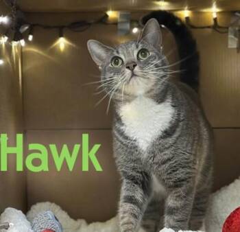 Hawk -  Domestic Short Hair Cat for Adoption in Bridgewater, New Jersey - Hawk | PetCurious