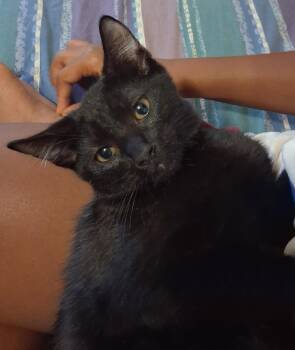 Remy -  Domestic Short Hair Cat for Adoption in Oviedo, Florida - Remy | PetCurious