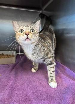 61275266 -  Domestic Short Hair Cat for Adoption in El Paso, Texas - 61275266 | PetCurious