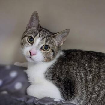 Neptune -  Domestic Short Hair Cat for Adoption in Westhampton, New York - Neptune | PetCurious