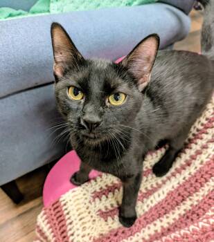 Rescue Domestic Short Hair Cats for Adoption in Frederick, Maryland - Sumner | PetCurious