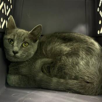 Domestic Short Hair Cats Available for Adoption - Indigo | PetCurious