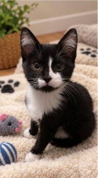 Sam -  Domestic Short Hair Cat for Adoption in Denver, Colorado - Sam | PetCurious