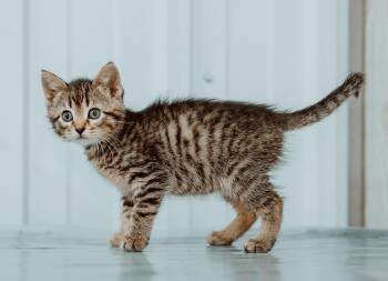 Rescue Domestic Short Hair Cats for Adoption in Le Mars, Iowa - Angel Baby (Blue Collar) | PetCurious