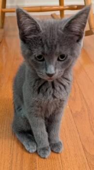 Addie Anne -  Domestic Short Hair Cat for Adoption - Addie Anne | PetCurious