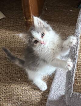 Dilute Calico Cats Available for Adoption in Temecula, California - Marie | PetCurious