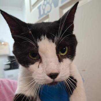 Manuel -  Domestic Short Hair Cat for Adoption in Edinburg, Texas - Manuel | PetCurious