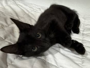 Gus -  Domestic Short Hair Cat for Adoption in Jackson, Georgia - Gus | PetCurious