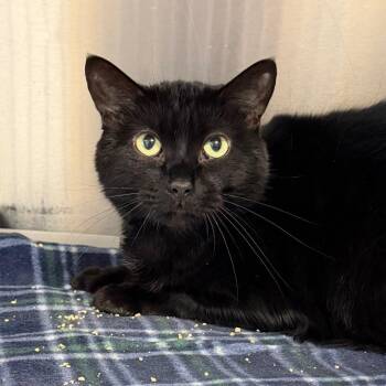 Domestic Short Hair Cats Available for Adoption in Dekalb, Illinois - Olsa | PetCurious