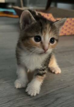 Torbie and Calico Cats Available for Adoption in Tehachapi, California - Baby Ruth | PetCurious