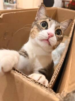 Domestic Short Hair Cats Available for Adoption - Ali The Charmer | PetCurious