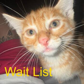 Rick -  American Shorthair Cat for Adoption in Livingston, Texas - Rick | PetCurious