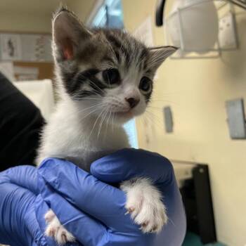 Domestic Short Hair Cats Available for Adoption in Pasadena, California - Cactus | PetCurious