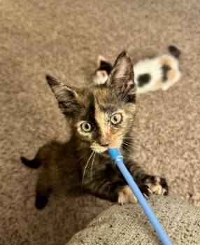 Courtney -  Domestic Short Hair Cat for Adoption in East Amherst, New York - Courtney | PetCurious