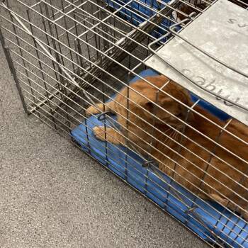 Clementine -  Domestic Short Hair Cat for Adoption in Montgomery, Alabama - Clementine | PetCurious
