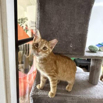 Milo -  Domestic Short Hair Cat for Adoption in Hendersonville, Tennessee - Milo | PetCurious