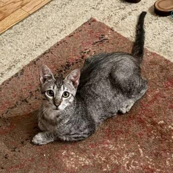 Ranger -  Domestic Short Hair Cat for Adoption in Prosper, Texas - Ranger | PetCurious