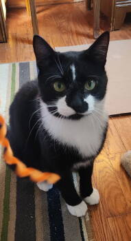 Rescue Domestic Short Hair Cats for Adoption in Northfield, Ohio - RUGGLES | PetCurious